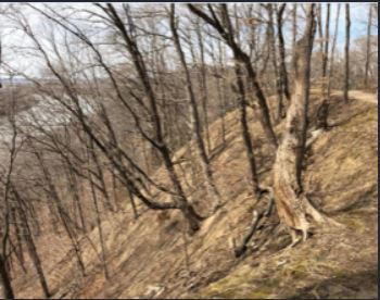 Trail through the woods 