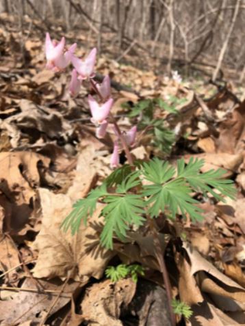 Dutchman’s Breeches