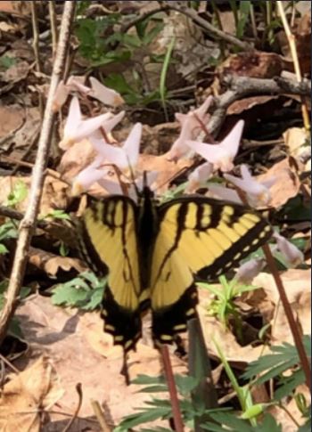 Eastern Tiger Swallowtail