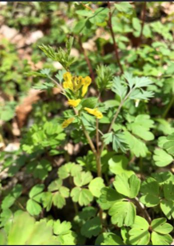 Pale Corydalis