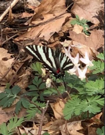 Zebra swallowtail
