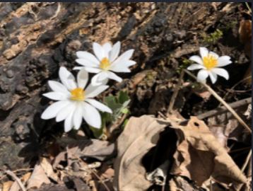 Bloodroot