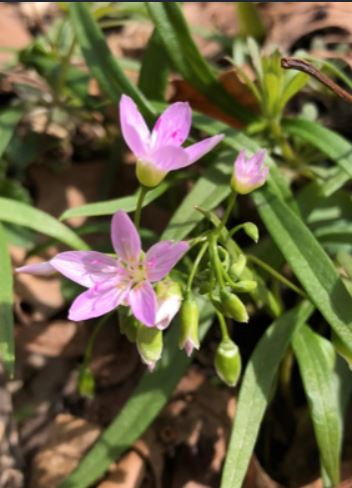 Virginia Spring Beauty