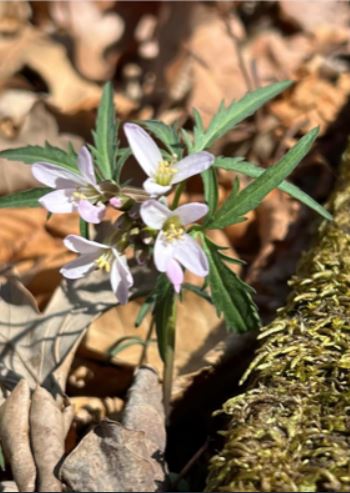 Cutleaf Toothwort
