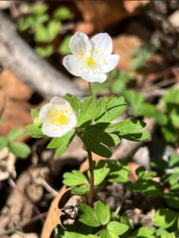 False rue-anemone