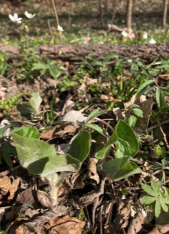 Just emerging wild ginger