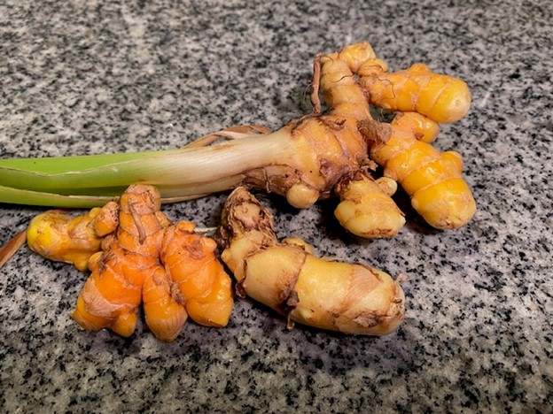 raw turmeric rhizomes sitting on marble counter with one rhizome still attached to the green plant stalk