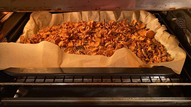 Thin slices of golden turmeric spread out on parchment paper in a pan in the oven