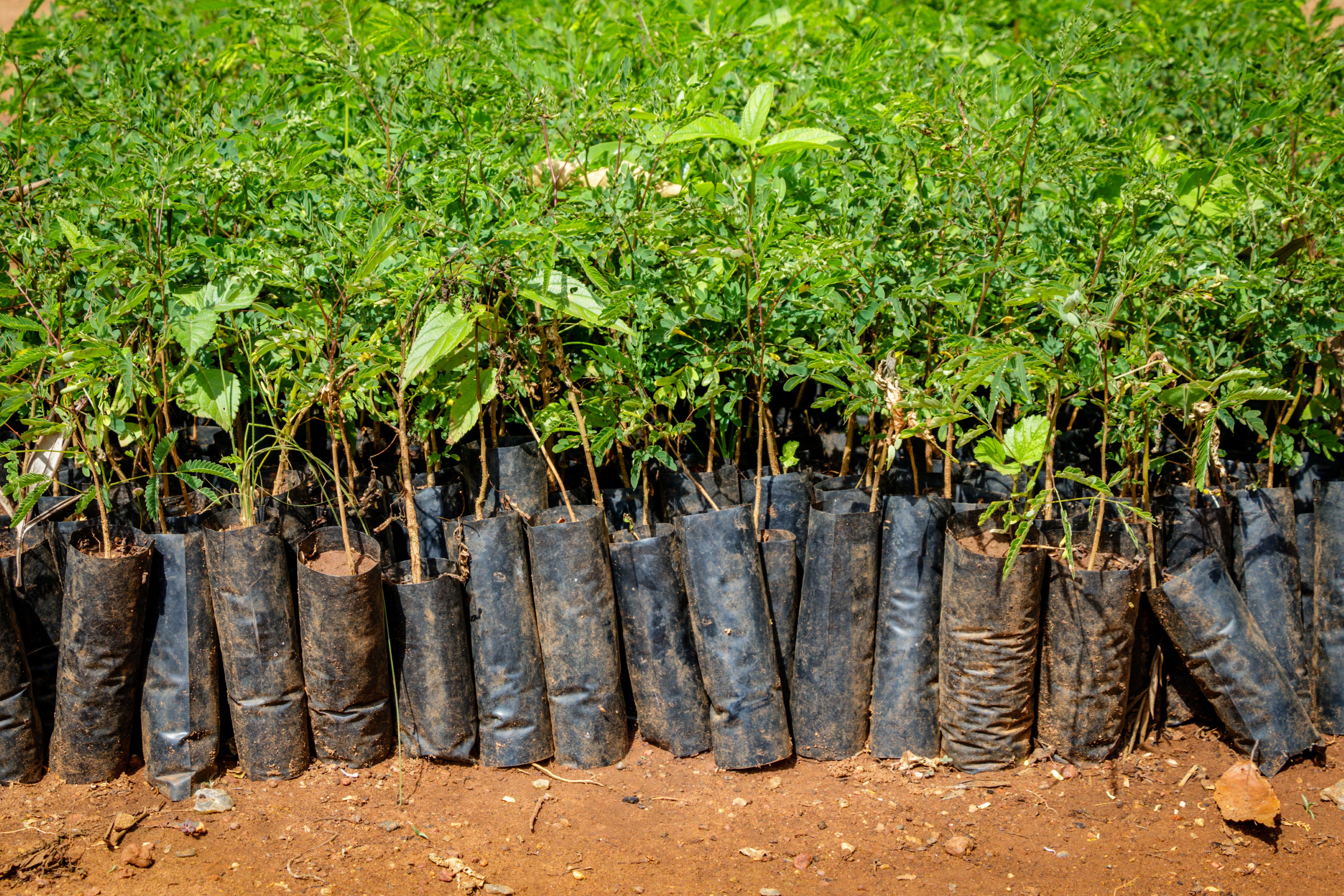 close up of many small seedlings growing in African soil with plastic protection