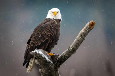 bald eagle sitting on a branch facing camera with snow in background
