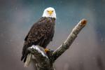 bald eagle sitting on a branch facing camera with snow in background