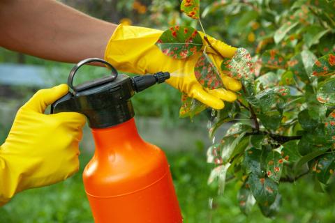 Gardener sprinkles diseased tree leaves against the fungus and pests