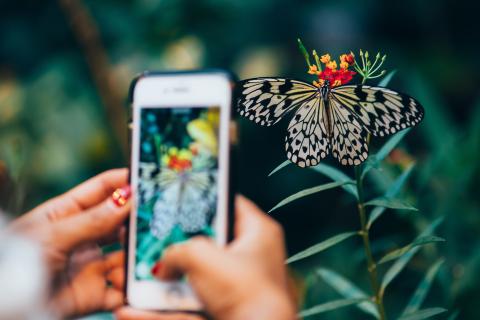 A picture of a butterfly being taken with a cellphone