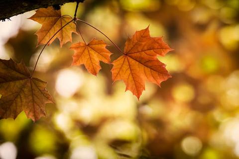 Gilmore Girls Trivia