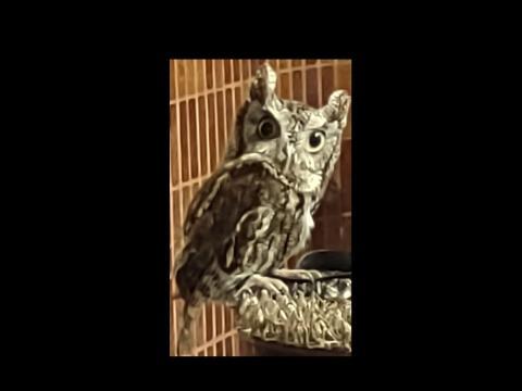Owl, brown and tan feathers, staring at camera.
