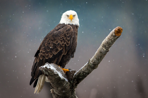 American Bald Eagle looking face on to the camera on a branch on a snowy day