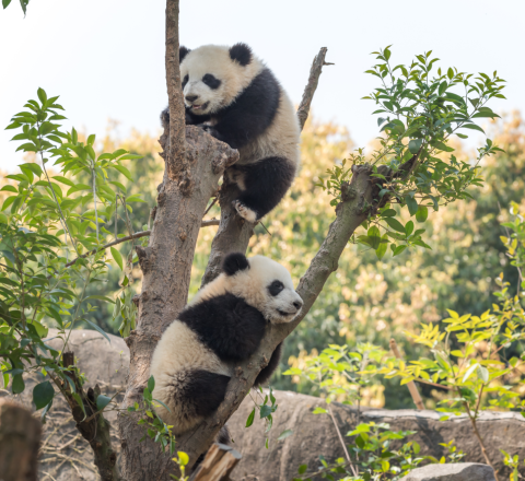 two baby pandas hanging out in a tree
