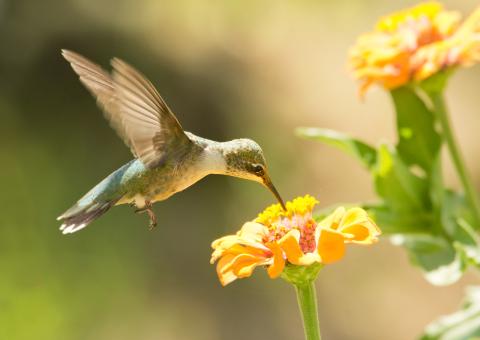 A hummingbird getting nectar from a flower