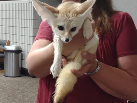Fox being held by a person.