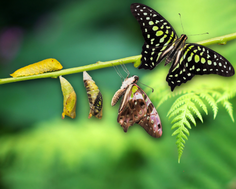 Examples of what a butterfly looks like in 5 stages of it's life aligned on a green stem, on a bright green leaf blurred back ground. In order left to right, caterpillar, opaque chrysalis, transparent chrysalis, butterfly emerging from chrysalis, and a butterfly with wings open.