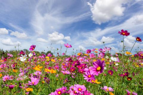 Field of wildflowers