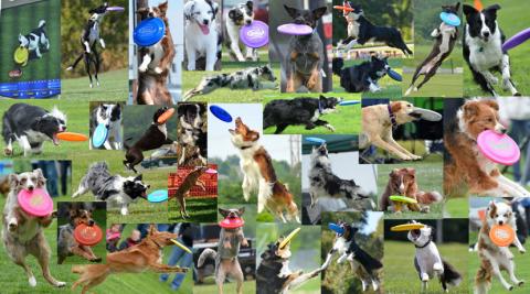many different types of dogs catching frisbees in the outdoors