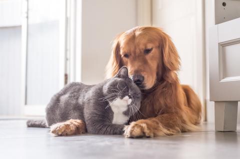 Grey short-haired cat next to golden retriever dog