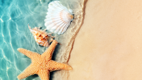 A picture of a starfish, a conch, and a clam shell washed up on the shore of a beach.
