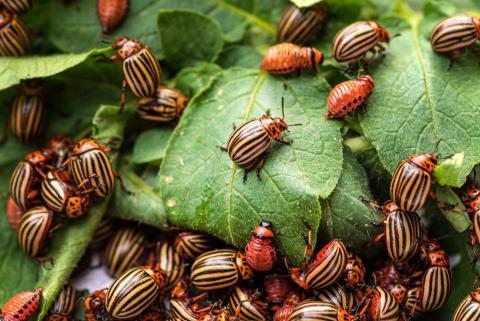 potato beetle on a light green background
