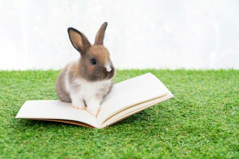 live bunny sitting on an open book on a grassy surface