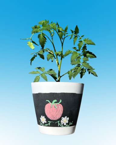 Pot painted with chalk paint with drawing on it and a tomato plant in it