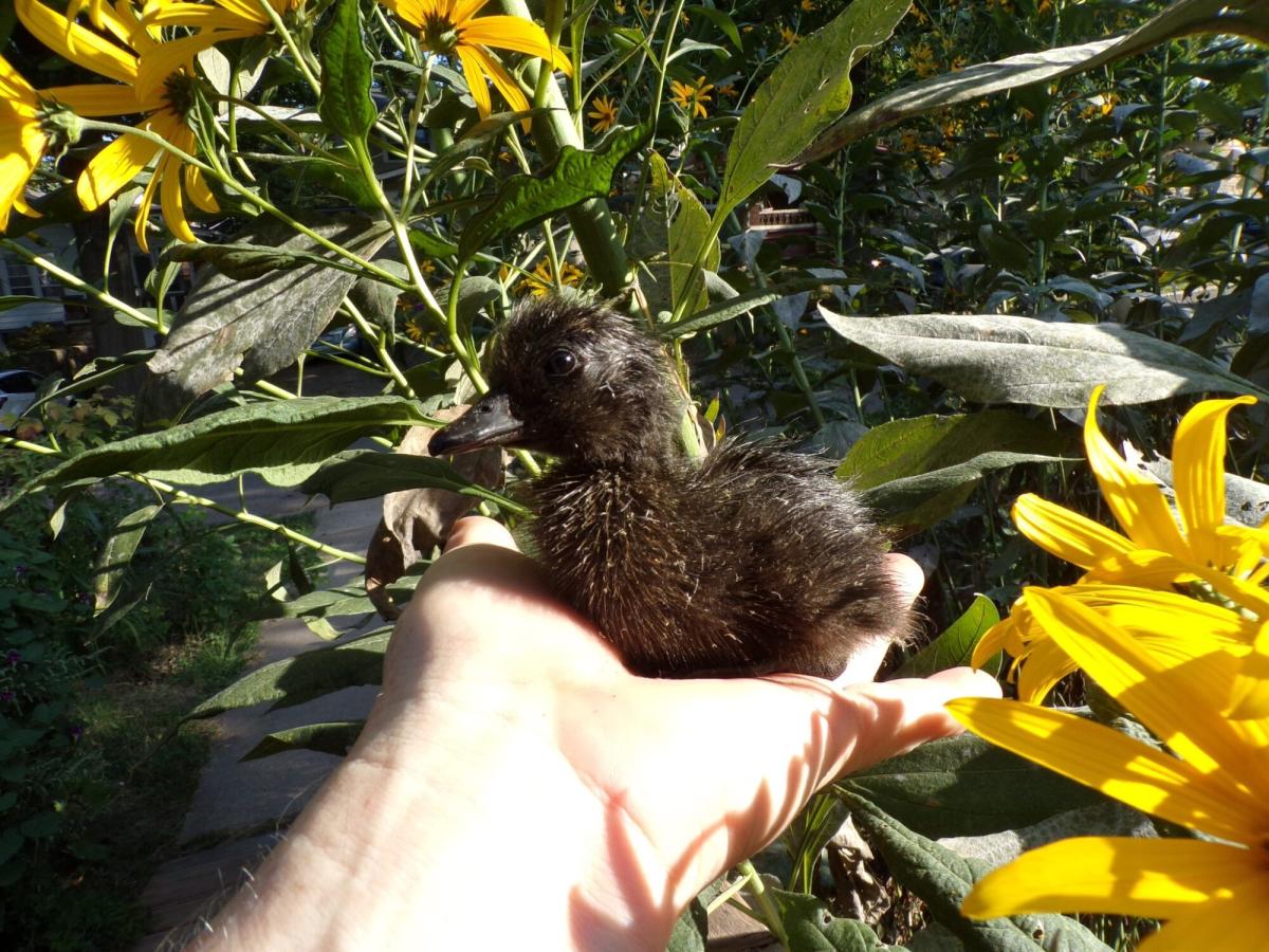 A person holding a Cayuga Duck around a bed of yellow flowers.