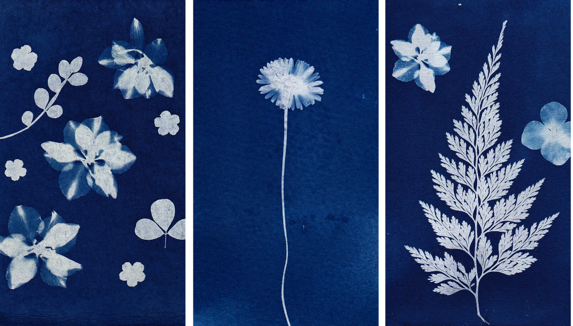 botanical sun prints