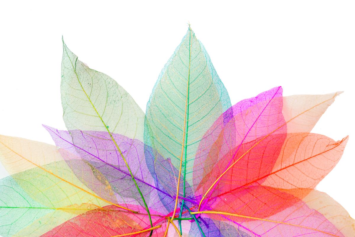 a colorful leaf