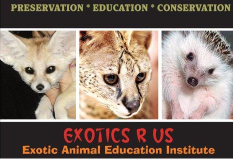 ExoticsRUs logo with a fennec fox, serval, and a hedgehog featured. 