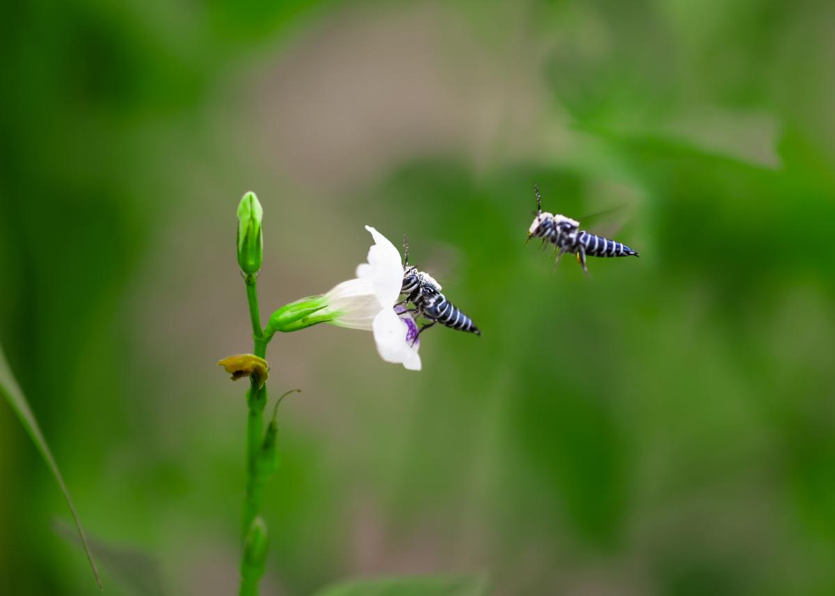 Two insects flying into a white flower to pollinate it.