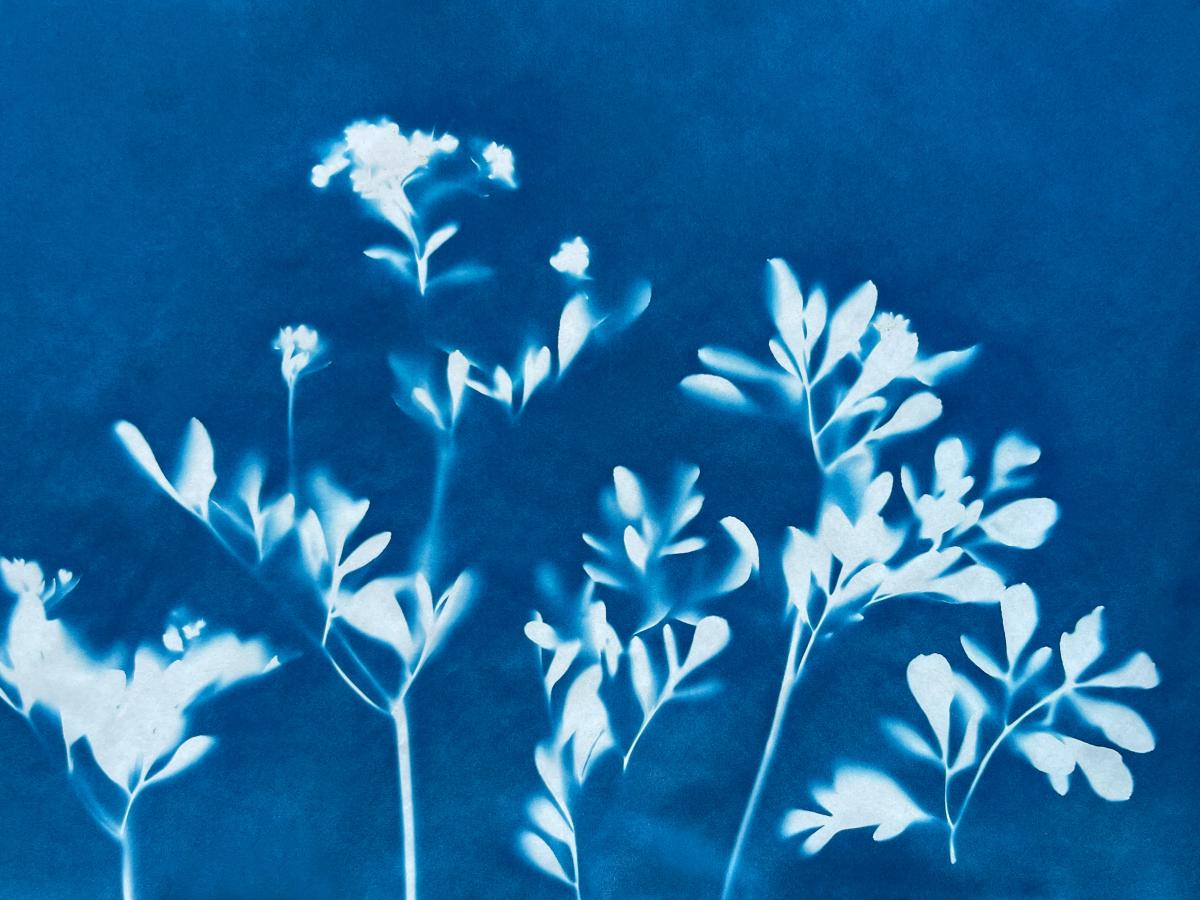 White floral images on blue background