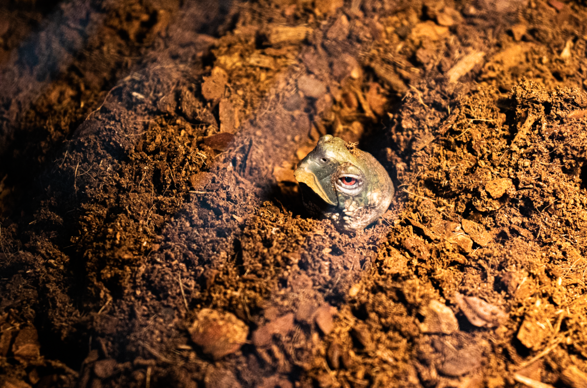 turtle head peeking out of dirt