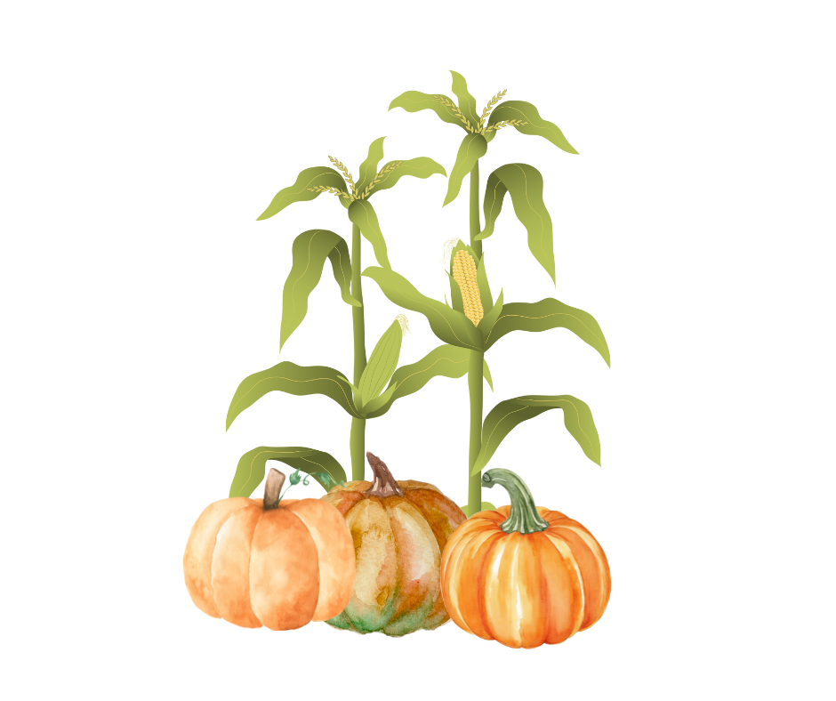 corn and pumpkins
