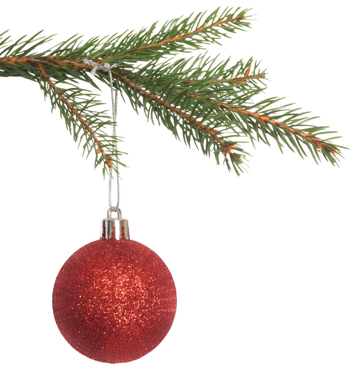 Red ornament hanging from an evergreen tree branch against a white background