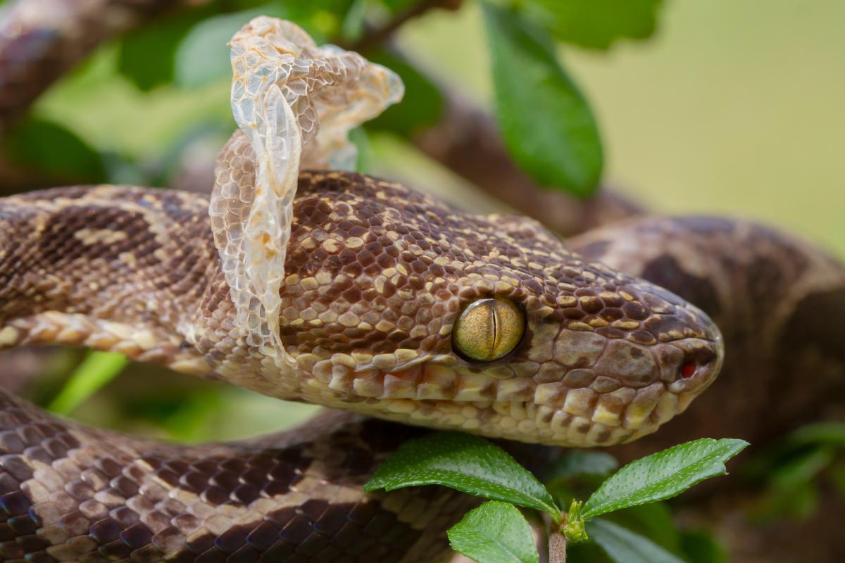 A venomous snake with it shedding near the head, in front of greenery