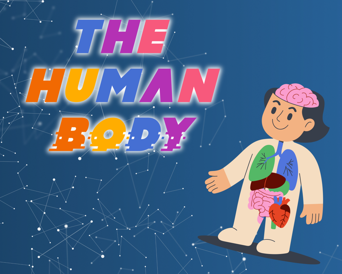 A picture of a kid and what makes up their human body. 