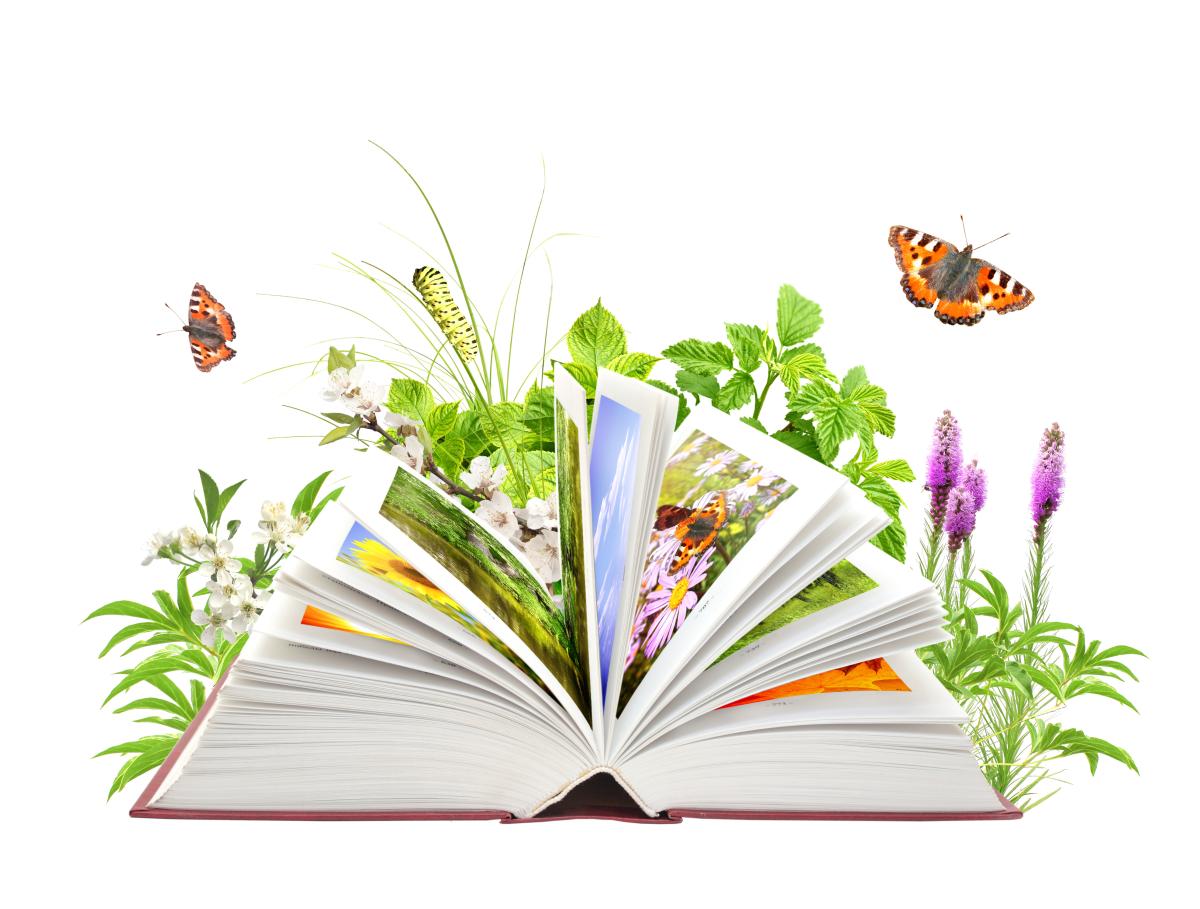 Image of an open book with flowers, plants, and butterflies emerging from the book. 