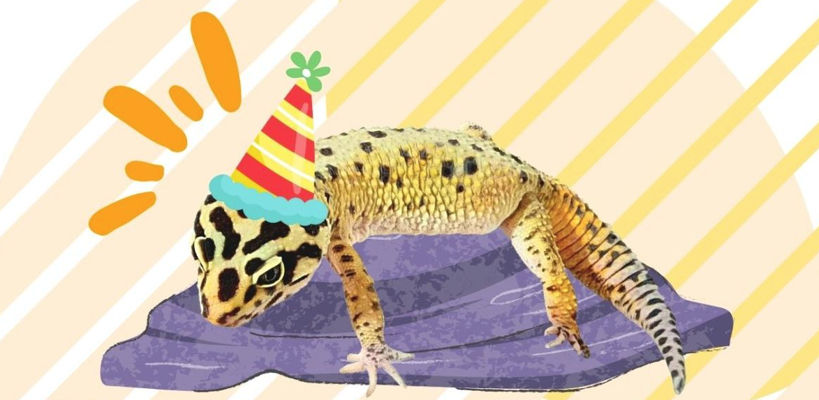 Image of Dewey the leopard gecko with a party hat on