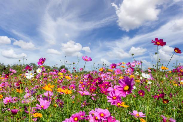 Field of wildflowers