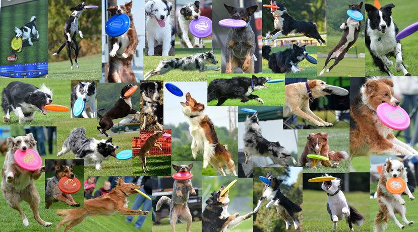 many different types of dogs catching frisbees in the outdoors