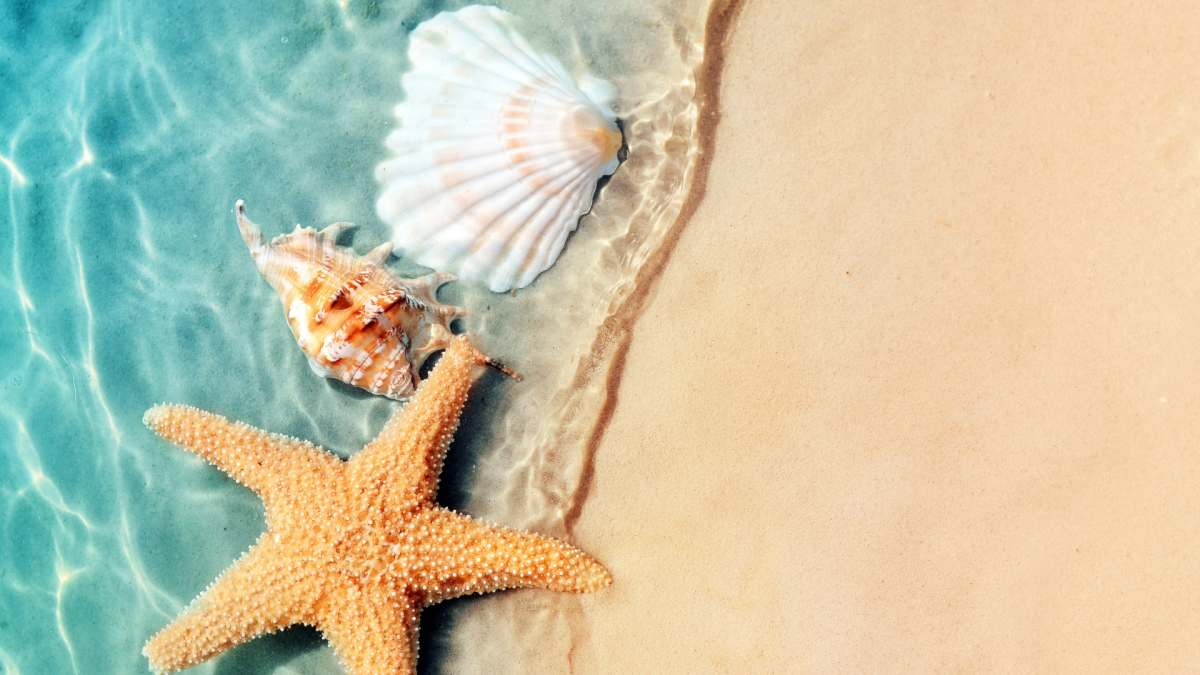 A picture of a starfish, a conch, and a clam shell washed up on the shore of a beach.