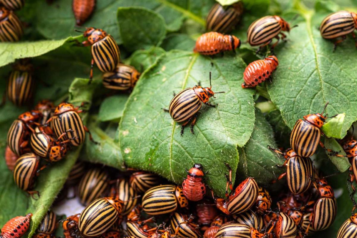 potato beetle on a light green background