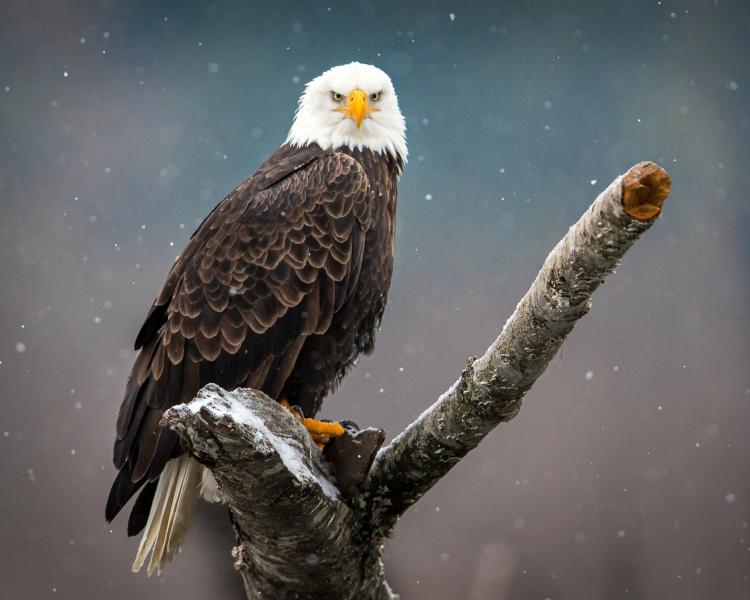 bald eagle sitting on a branch facing camera with snow in background